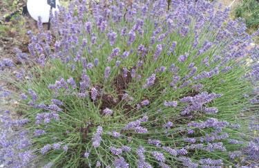 Landhaus Weber - Foto 55