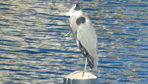 Residence La Bricola 239 - Photo 2