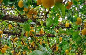 Il Limoneto degli Angeli - Foto 25