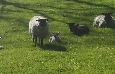 Knockninny Barn at Upper Lough Erne, County Fermanagh - Foto 34