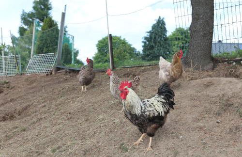 Ferienwohnung Wiesenblick in Seiffen - Foto 40