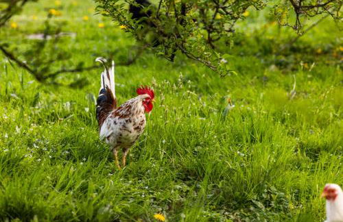 Apart Chalet Unterbrandnerlehen - Foto 41