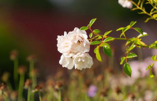 Ferienhaus Neukalen - ideal für aktive Familien - Foto 41
