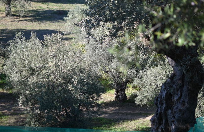 Agriturismo Vulcano - Foto 42