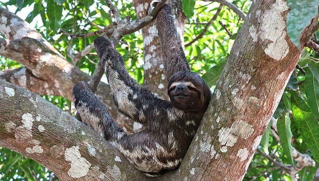 Sloth in the jungle