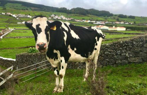 Casa Às Nove - Photo 50