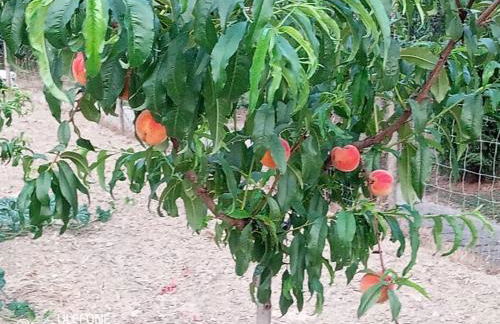 Agriturismo a Canonica - Foto 12