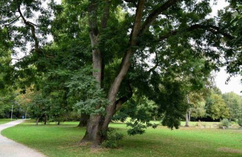 Helle Maisonnette Wohnung Penthouse - Foto 18