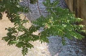 Il risveglio sul Giano - Foto 4