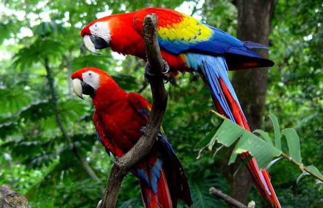 Escursione al Rio delle Amazzoni e ai fiumi Nanay e Momón - Foto 7
