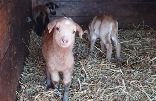 Pension Müllers Mühle - Foto 18