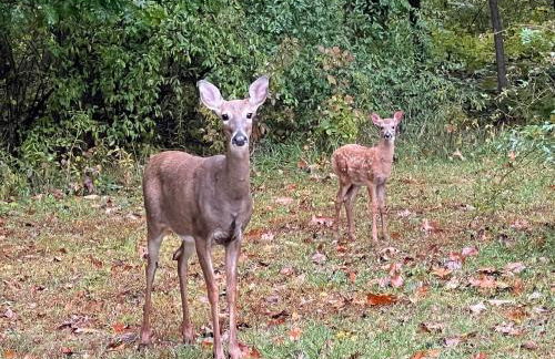 Cozy Private Log Cabin on acreage - Foto 14