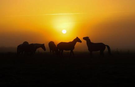 Sasek Mały # Pensjonat # Jazdy Konne - Foto 6