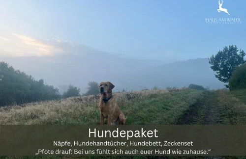 Familienurlaub pur III KINDER UND JUGENDLICHE bis 17 frei III HUND willkommen III SAUNA im Haus III Natur direkt vor der Tür III nah an Winterberg für Ski Wandern und Abenteuer - Foto 15