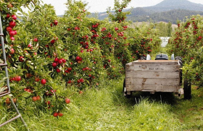 Three Beaches - Chic Eco Home Tasmania - Foto 67