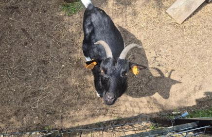 Domek Adam - Jacuzzi dodatkowo płatne - Foto 44