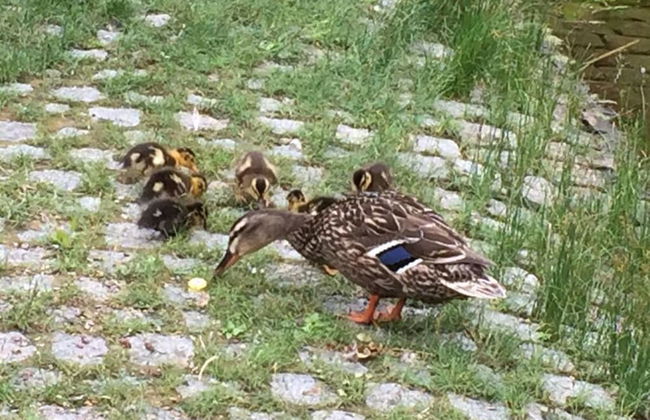 Uitzicht op de Pellenz - Foto 14