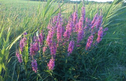 Haus am Deich - Photo 55