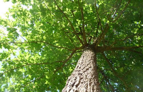 Casa Fabiani - Vacanza in Toscana - via Francigena - Pet Friendly - Foto 17