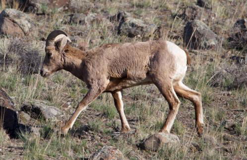 Eagles Wings, Condé Nast Luxe Yellowstone Retreat - Foto 43