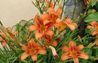 Valle del Tione-prenotazioni singole- - Foto 20