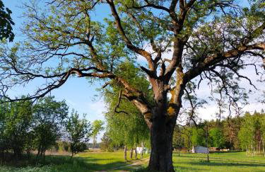 Dębowe dawna leśniczówka - Photo 36