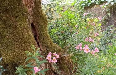 CASA DOS GRILOS - Foto 38