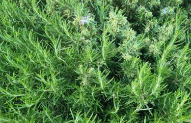 Apartman Goran - 130m Radiochirurgia - Foto 74