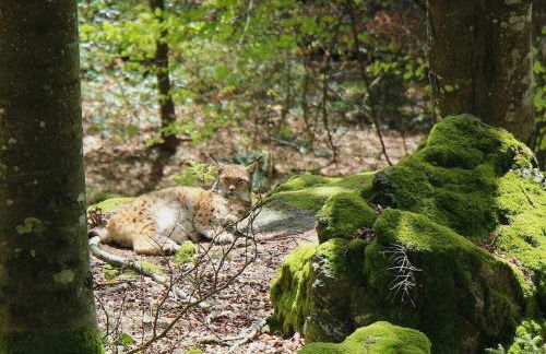 Hollerbusch House - Foto 14