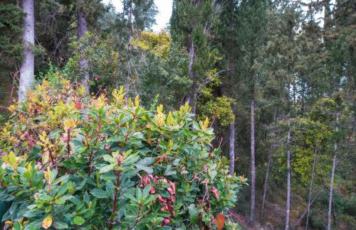 Linda House Corfu - Foto 67