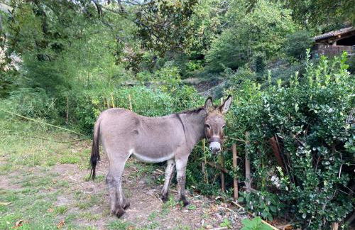 Gîte Le COCON au Clarou - Photo 32