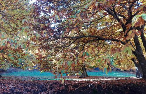 Casas Rurales El Viejo Castaño - Valle Del Genal - Foto 61