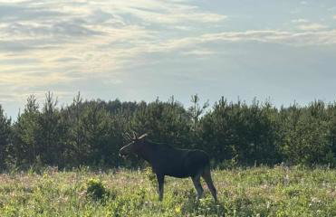 Dom na Kresach Grzybowszczyzna - Photo 50