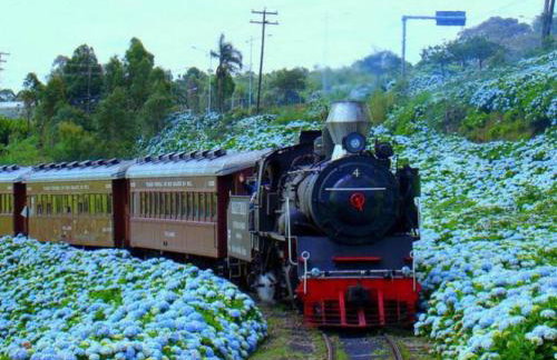 Casa das Palmeiras + Quiosque - Foto 67