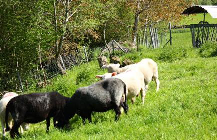 Allgäu Ferienhof Schönberger - Photo 39