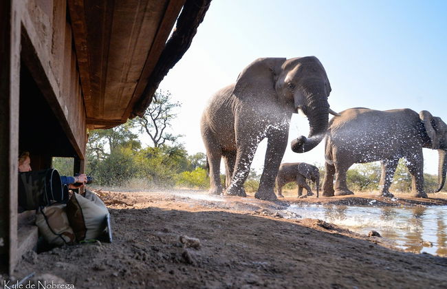 Euphorbia Mashatu - Foto 21