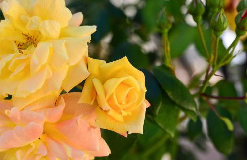 Lovely Family Villa in Modica - Foto 15