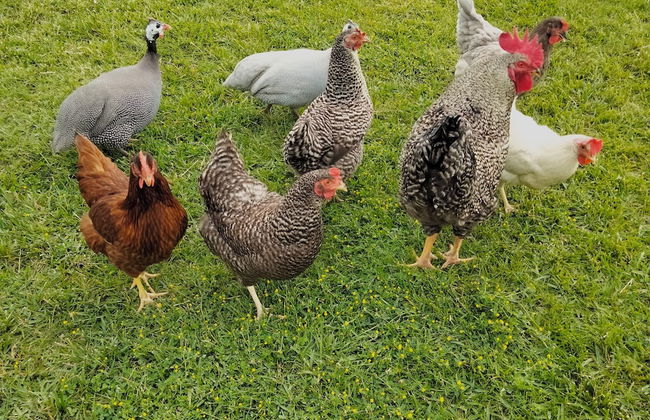 Quinta Nossa Senhora da Saúde - Foto 30