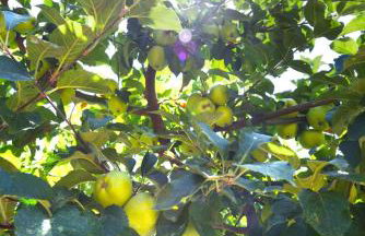 Kissos Experience - Foto 26