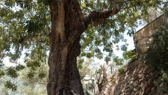 Alfabia Nou Agroturismo - Foto 3, Garden