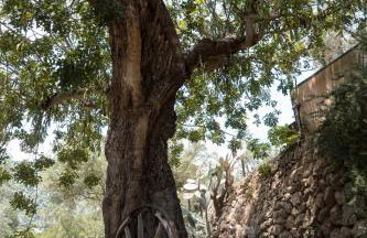 Alfabia Nou Agroturismo - Foto 3