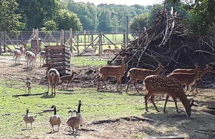 Ferienwohnung am Wildgehege - Foto 7