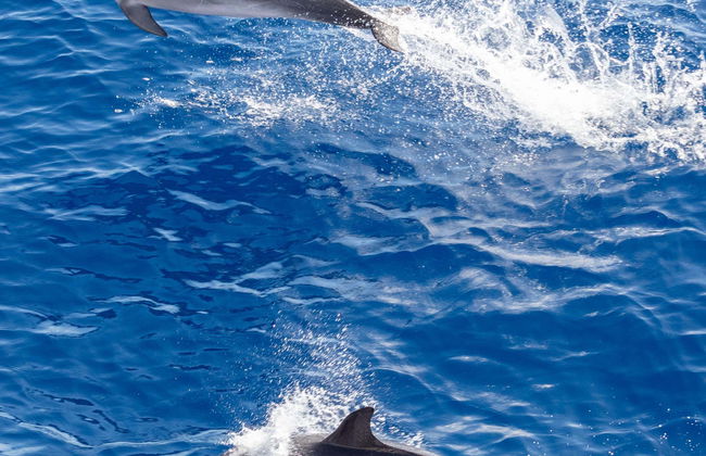 Avistamiento de delfines y ballenas en barco con fondo de cristal - Foto 7