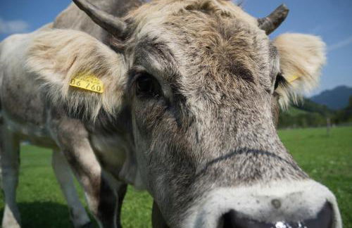 Geigers Ferienhaus - Photo 23