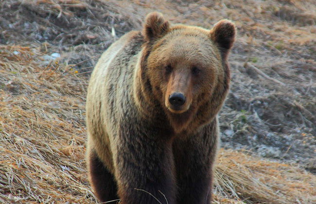 Avvistamento di orsi nei Carpazi rumeni - Foto 2