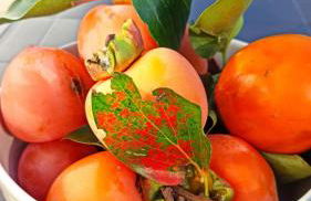 Nafpaktos cottage by the sea for travelers and dreamers! - Foto 56