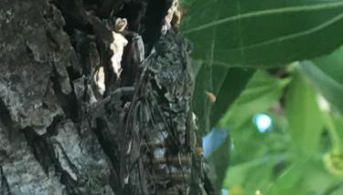 les mazets de la reine Pédauque - Foto 2