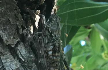 les mazets de la reine Pédauque - Foto 2