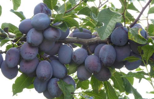 Gästehaus zum Landesteg - Foto 55