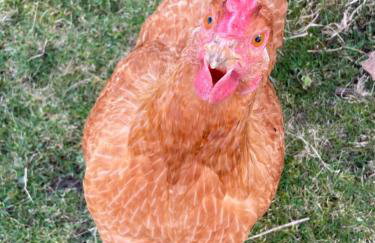 The Smithy - Foto 39